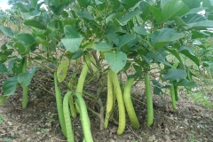 Jack-bean-plant