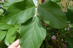 Leaves-of-Jack-bean