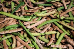 Mature-Jack-beans