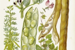 Plant-Illustration-of-Jack-bean