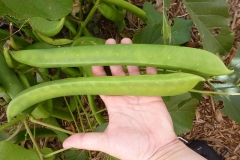 Pods-of-Jack-bean