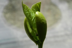 Seedling-or-Young-plant-of-Jack-bean