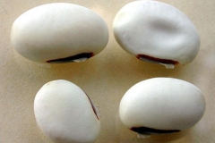 Seeds-of-Jack-bean