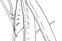 Sketch-of-jack-Bean