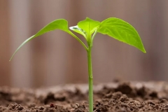 Small-Jack-Bean-plant
