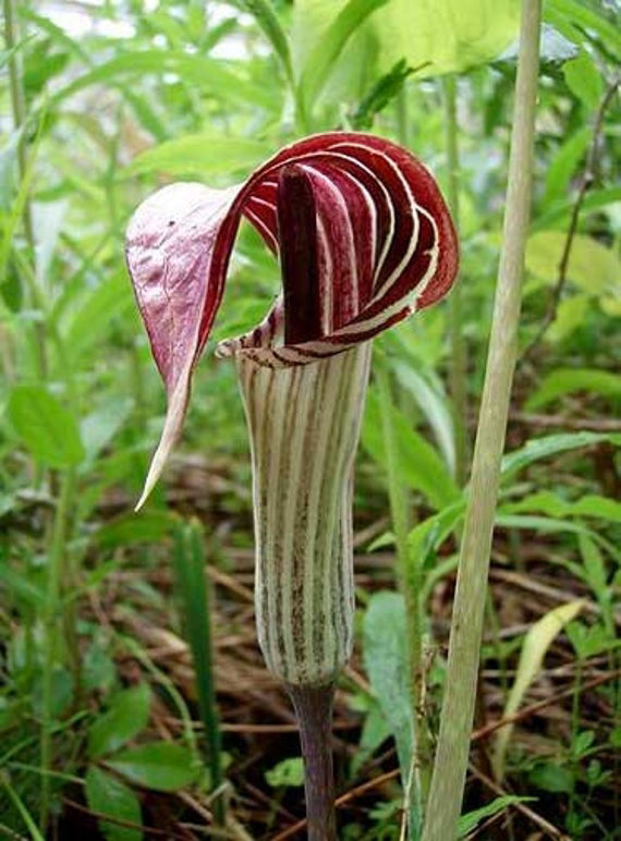 Jack-in-the-pulpit-flower