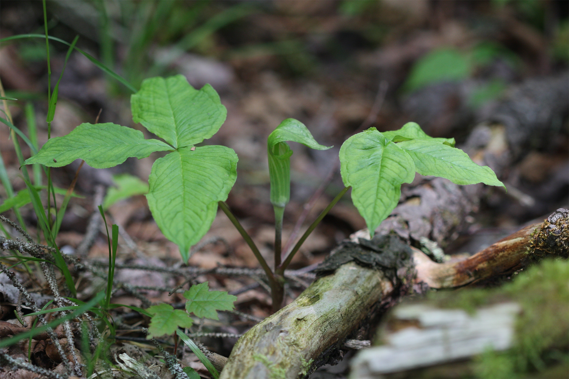 Jack-in-the-pulpit-leaves