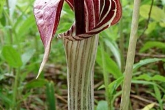 Jack-in-the-pulpit-flower