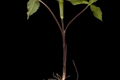 Jack-in-the-pulpit-plant