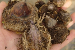 Jack-in-the-pulpit-root