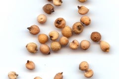 Jack-in-the-pulpit-seeds