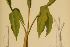 Plant-illustration-of-Jack-in-the-pulpit