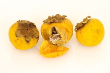 Mature-fruits-of-Jackalberry