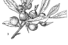 Plant-Illuastration-of-Jackalberry