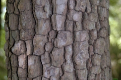 Bark-of-Jackalberry
