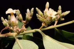 Female-flower-of-Jackalberry