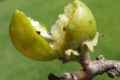 Half-cut-fruit-of-Jackalberry