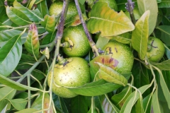 Immature-fruits-of-Jackalberry