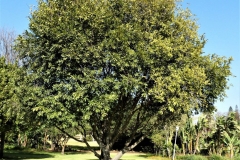 Jackalberry-tree