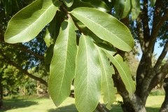 Mature-leaves-of-Jackalberry