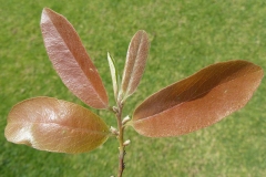 New-folige-of-Jackalberry