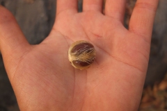 Seed-of-Jackalberry