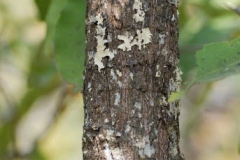 Trunk-of-Jackalberry