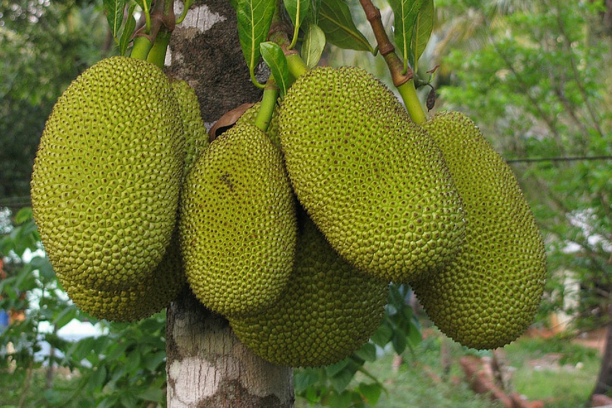 Jackfruit Facts And Benefits Health Benefits