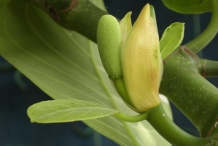 Jackfruit-flower-Ekifenensi
