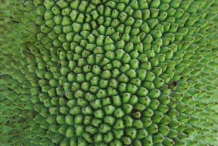Jackfruit-peel-Kaihal