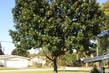 Jackfruit-tree-Khanum