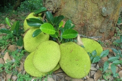 Jackfruit-jack
