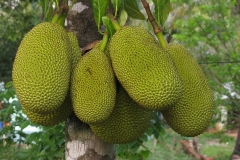 Jackfruit-jak
