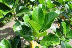 Jackfruit-leaves-Jaca