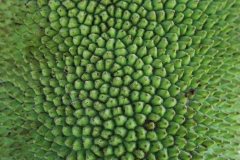 Jackfruit-peel-Kaihal