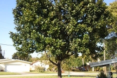 Jackfruit-tree-Khanum