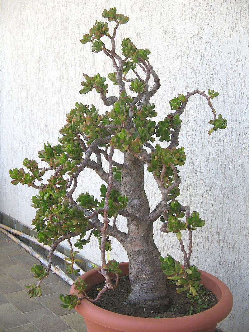 20-yrs-old-Jade-plant