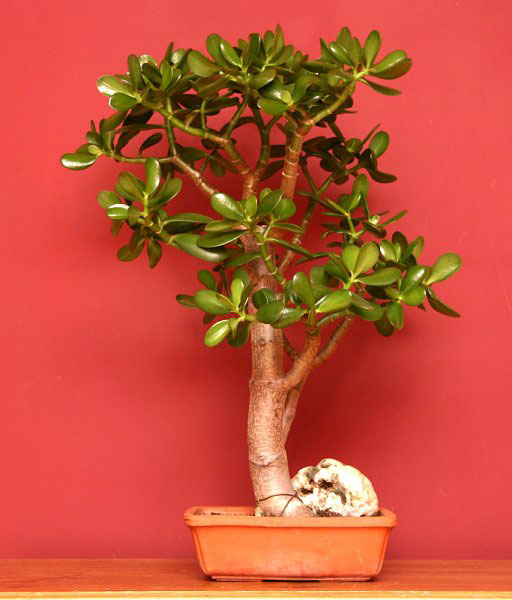 Indoor-Jade-plant-bonsai