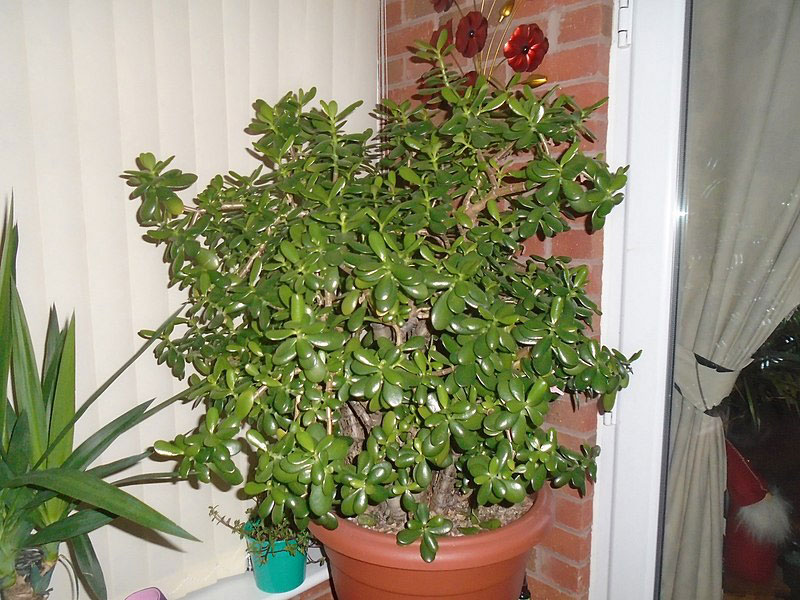 Jade-plant-grown-on-pot