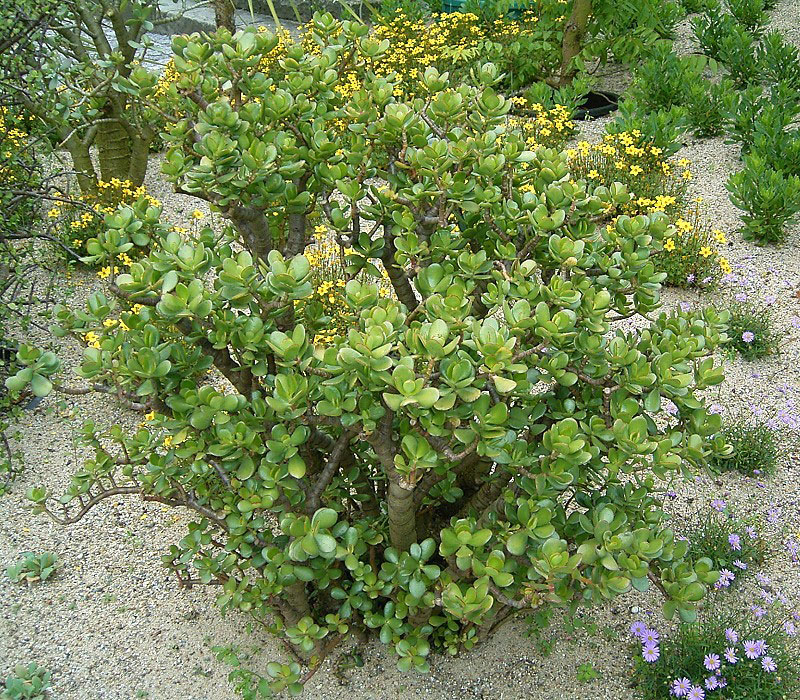 Jade-plant
