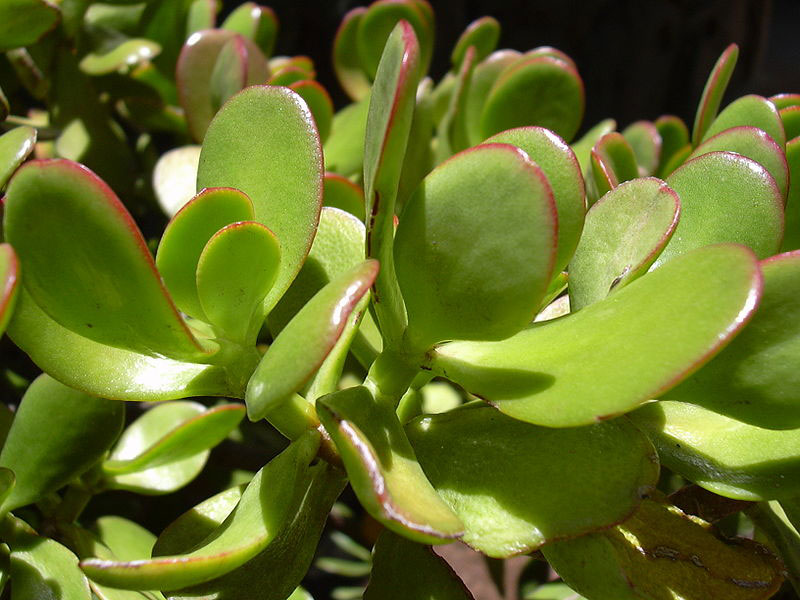 Leaves-of-Jade-plant