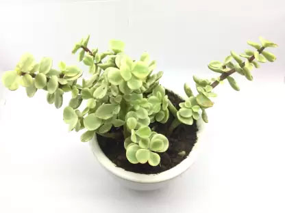 Other-Variety-of-Jade-plant