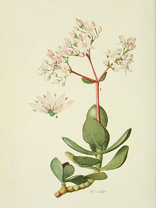Plant-Illustration-of-Jade-plant