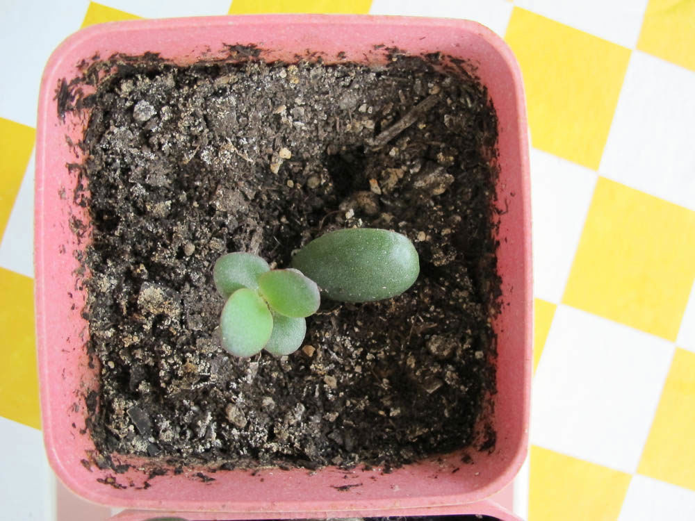 Small-Jade-plant
