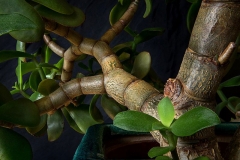 Branches-and-trunk-of-Jade-plant