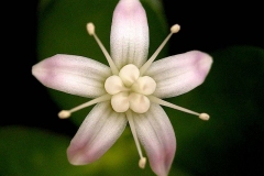 Closer-view-of-flower-of-Jade-plant
