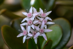Flowers-of-Jade-plant