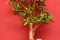 Indoor-Jade-plant-bonsai