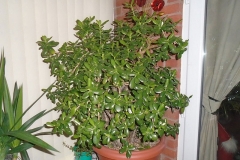 Jade-plant-grown-on-pot
