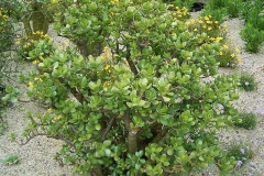 Jade-plant